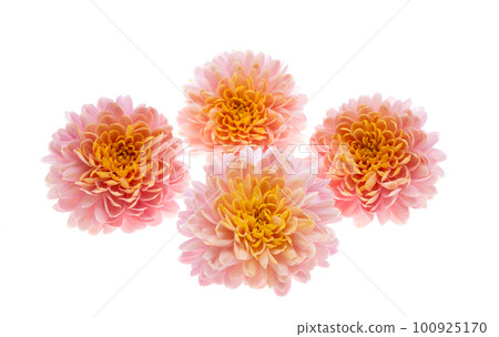 beautiful chrysanthemum isolated beautiful chrysanthemum isolated 100925170