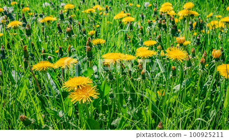 Panoramic view of yellow blooming daisies, dandelion flowers in meadow fields at Spring closeup, details. 100925211