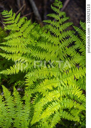 Cover page with magical green fern leaf in the wild forest, closeup, details. 100925218