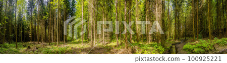 Panoramic view over magical pine trees forest with fern at riverside of Zschopau river near Mittweida town, Saxony, Germany. Panoramic view over magical pine trees forest with fern at riverside of Zschopau river near Mittweida town, Saxony, Germany. 100925221