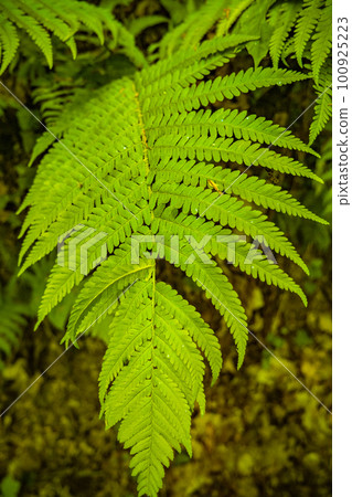 Cover page with magical green fern leaf in the wild forest, closeup, details. Cover page with magical green fern leaf in the wild forest, closeup, details. 100925223