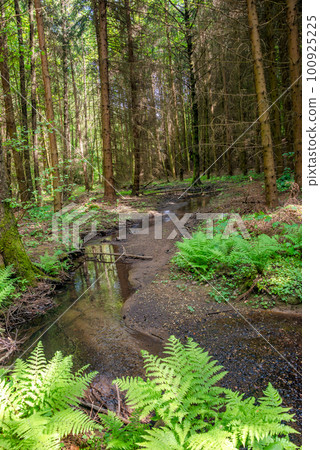 Cover page with magical pine trees forest with fern at riverside of Zschopau river near Mittweida town, Saxony, Germany. 100925225
