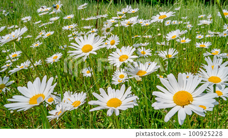 Panoramic view of white and yellow blossoming daisies, marguerite chamomile flowers in meadow fields at Spring closeup, details. Panoramic view of white and yellow blossoming daisies, marguerite chamomile flowers in meadow fields at Spring closeup, details. 100925228
