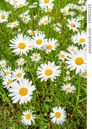 Cover page with white and yellow blossoming daisies, marguerite chamomile flowers in meadow fields at Spring closeup, details. Cover page with white and yellow blossoming daisies, marguerite chamomile flowers in meadow fields at Spring closeup, details. 100925229