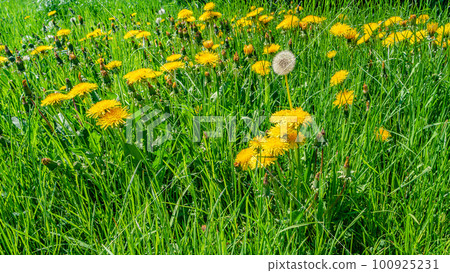 Panoramic view of yellow blooming daisies, dandelion flowers in meadow fields at Spring closeup, details. Panoramic view of yellow blooming daisies, dandelion flowers in meadow fields at Spring closeup, details. 100925231