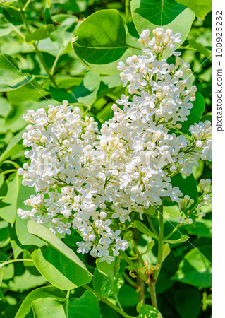 Beautiful white lilac blossom at Spring day in tropical garden, details, closeup. 100925232