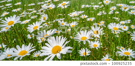 Panoramic view of white and yellow blossoming daisies, marguerite (chamomile) flowers in meadow fields at Spring closeup, details. 100925235