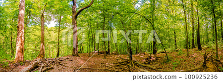 Panoramic view over magical deciduous forest, rocky at riverside of Zschopau river near Mittweida town, Saxony, Germany, at warm sunset and blue Spring sky. Panoramic view over magical deciduous forest, rocky at riverside of Zschopau river near Mittweida town, Saxony, Germany, at warm sunset and blue Spring sky. 100925236