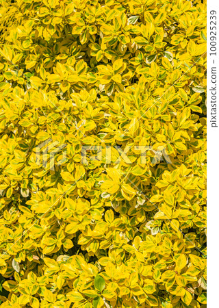 Cover page with decorative bush, garden shrub with yellow leaves as a background with copy space. Concept Spring, renewal and happiness. Cover page with decorative bush, garden shrub with yellow leaves as a background with copy space. Concept Spring, renewal and happiness. 100925239