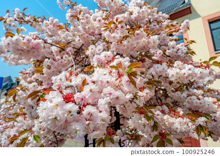 Beautiful pink and rosy decorative cherry tree blossoms. Concept Spring, renewal and happiness. 100925246