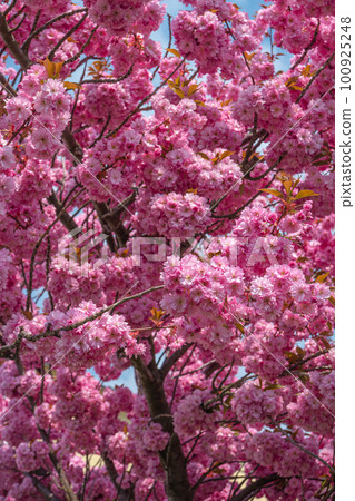 Cover page with gorgeous pink and rosy cherry blossoms. Concept Spring, renewal and happiness. 100925248