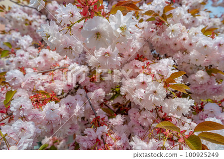 Beautiful pink and rosy decorative cherry tree blossoms. Concept Spring, renewal and happiness. Beautiful pink and rosy decorative cherry tree blossoms. Concept Spring, renewal and happiness. 100925249
