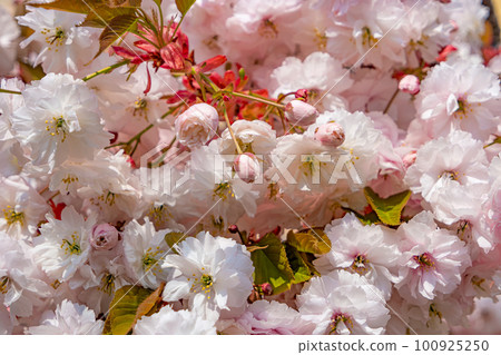 Beautiful pink and rosy decorative cherry tree blossoms. Concept Spring, renewal and happiness. 100925250