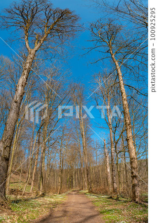 Hiking trail in magical deciduous and pine forest, rocky granite hills landscape at riverside of Zschopau river near Mittweida town, Saxony, Germany, at warm sunset and blue Spring sky. 100925295