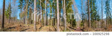 Panoramic view over magical deciduous forest, rocky granite hills landscape at riverside of Zschopau river near Mittweida town, Saxony, Germany, at warm sunset and blue Spring sky. 100925298
