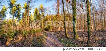 Panoramic view over magical deciduous forest landscape with moss, lichen and epiphyte like vine lianas at late Autumn with many leaves at Fall during warm sunset. 100925335