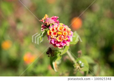 A beautiful large pink-yellow flower of the arched lanthanum A beautiful large pink-yellow flower of the arched lanthanum 100925348
