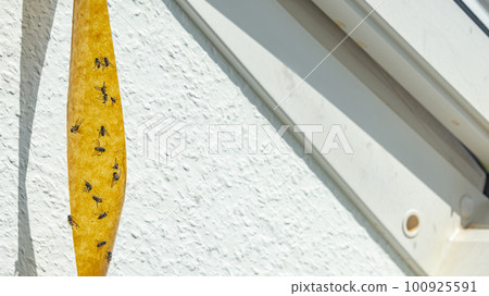 Sticky tape fly trap with crowd of flies on it at the window. 100925591