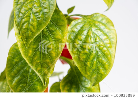 Yellowed dried leaves of pepper grown in a pot in the apartment. Growing vegetables at home, garden on the windowsill, lack of light and trace elements Yellowed dried leaves of pepper grown in a pot in the apartment. Growing vegetables at home, garden on the windowsill, lack of light and trace elements 100925899