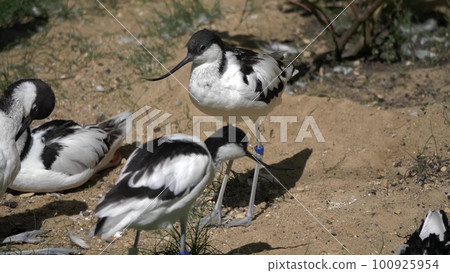 Long-billed Curlew shorebird of the family Scolopacidae Long-billed Curlew shorebird of the family Scolopacidae 100925954