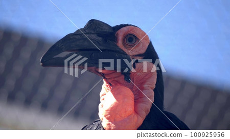 A Kaffir Horned Raven standing on a close-up A Kaffir Horned Raven standing on a close-up 100925956