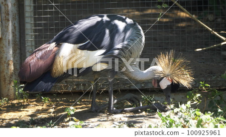 Beautiful bird, Grey Crowned Crane with blue eye and red wattle 100925961