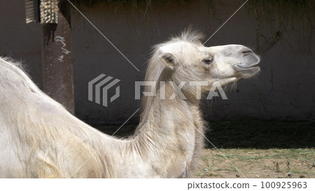 Portrait of a graceful two-humped camel resting in the shade Portrait of a graceful two-humped camel resting in the shade 100925963