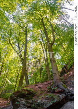 Cover page with magical enchanted fairytale forest with fern, moss, lichen and sandstone rocks at the hiking trail Malerweg in the national park Saxon Switzerland near Dresden, Saxony, Germany. Cover page with magical enchanted fairytale forest with fern, moss, lichen and sandstone rocks at the hiking trail Malerweg in the national park Saxon Switzerland near Dresden, Saxony, Germany. 100926079