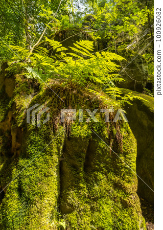 Cover page with magical enchanted fairytale forest with fern, moss, lichen and sandstone rocks at the hiking trail Malerweg in the national park Saxon Switzerland near Dresden, Saxony, Germany. Cover page with magical enchanted fairytale forest with fern, moss, lichen and sandstone rocks at the hiking trail Malerweg in the national park Saxon Switzerland near Dresden, Saxony, Germany. 100926082
