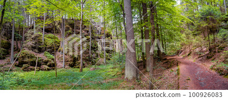 Panoramic view over magical enchanted fairytale forest with moss, lichen and fern at the hiking trail Malerweg in the national park Saxon Switzerland near Dresden, Saxony, Germany. Panoramic view over magical enchanted fairytale forest with moss, lichen and fern at the hiking trail Malerweg in the national park Saxon Switzerland near Dresden, Saxony, Germany. 100926083