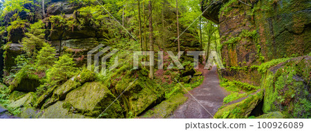 Panoramic view over magical enchanted fairytale forest with moss, lichen and fern at the hiking trail Malerweg in the national park Saxon Switzerland near Dresden, Saxony, Germany. 100926089