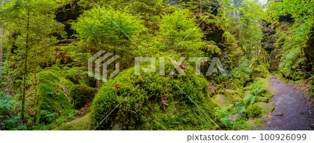 Panoramic view over magical enchanted fairytale forest with moss, lichen and fern at the hiking trail Malerweg in the national park Saxon Switzerland near Dresden, Saxony, Germany. Panoramic view over magical enchanted fairytale forest with moss, lichen and fern at the hiking trail Malerweg in the national park Saxon Switzerland near Dresden, Saxony, Germany. 100926099