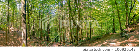 Panoramic forest at the hiking trail in the national park Saxon Switzerland near Dresden and Czechish border, Saxony, Germany. Panoramic forest at the hiking trail in the national park Saxon Switzerland near Dresden and Czechish border, Saxony, Germany. 100926142