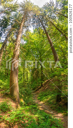 Cover page with magical pine trees forest with ferns at the hiking trail in the national park Saxon Switzerland near Dresden and Czechish border, Saxony, Germany. 100926177