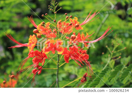 Flowers 100926234