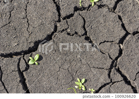 The soil in the desert with cracked by drought The soil in the desert with cracked by drought 100926620
