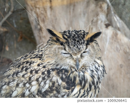Eagle owl sitting and looking on the background of tree leaves 100926641