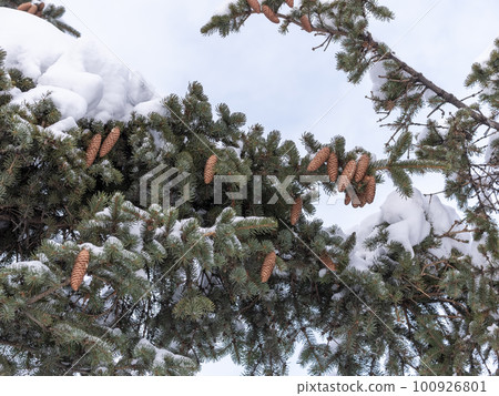 Beautiful winter forest after snowfall, branches covered in snow 100926801