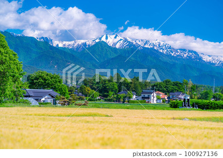 [Early summer material] Wheat field in wheat autumn [Nagano Prefecture] 100927136