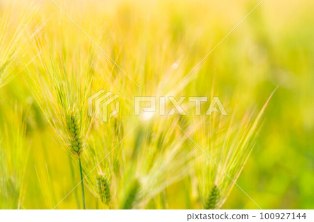 [Early summer material] Wheat field in wheat autumn [Nagano Prefecture] 100927144
