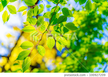 [初夏素材]清新的綠色和藍天[長野縣] 100927209