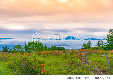 [Mt. Fuji] Mt. Fuji, Japanese azalea and sea of clouds at sunrise seen from Mt. Amari in early summer [Yamanashi Prefecture] 100927265