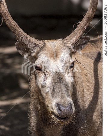 Portrait of an old deer in profile in summer. Portrait of an old deer in profile in summer. 100927368