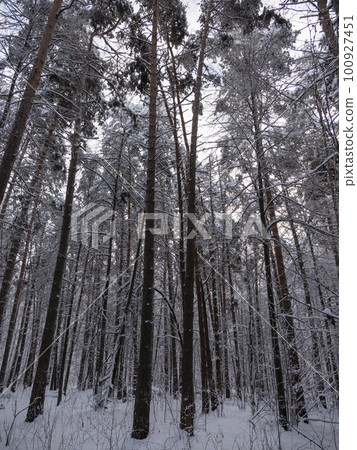 Beautiful winter forest after snowfall, branches covered in snow Beautiful winter forest after snowfall, branches covered in snow 100927451