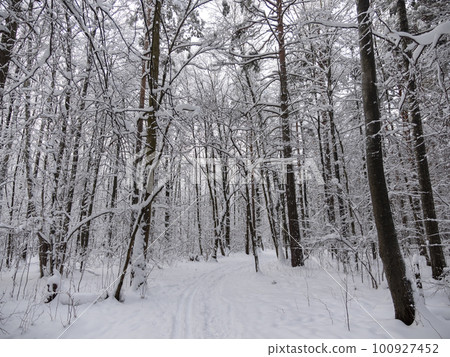 Beautiful winter forest after snowfall, branches covered in snow Beautiful winter forest after snowfall, branches covered in snow 100927452