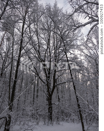 Beautiful winter forest after snowfall, branches covered in snow Beautiful winter forest after snowfall, branches covered in snow 100927453