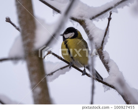 Birds near Moscow, yellow oatmeal on a tree branch 100927455
