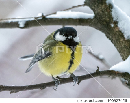 Birds near Moscow, yellow oatmeal on a tree branch 100927456