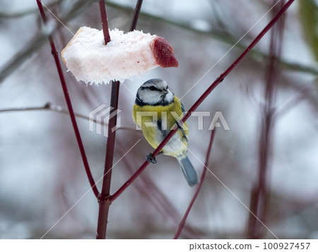 Birds near Moscow, yellow oatmeal on a tree branch Birds near Moscow, yellow oatmeal on a tree branch 100927457