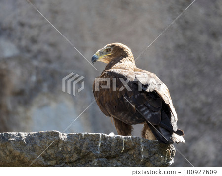 Bald Headed Eagle, close up shot with blurred background Bald Headed Eagle, close up shot with blurred background 100927609